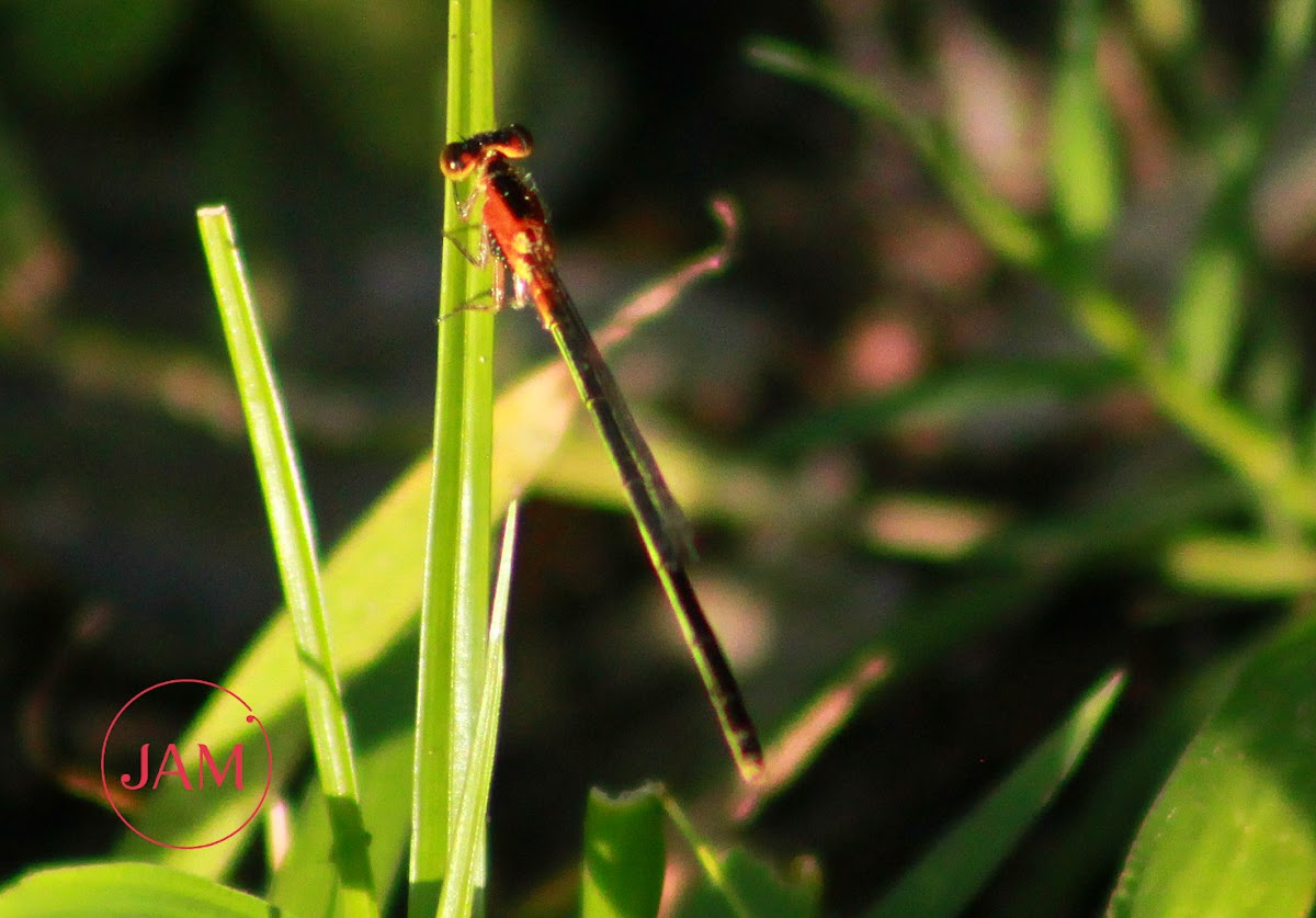 Rambur's Forktail Damselfly