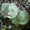 Staghorn Fern (lithophytes)