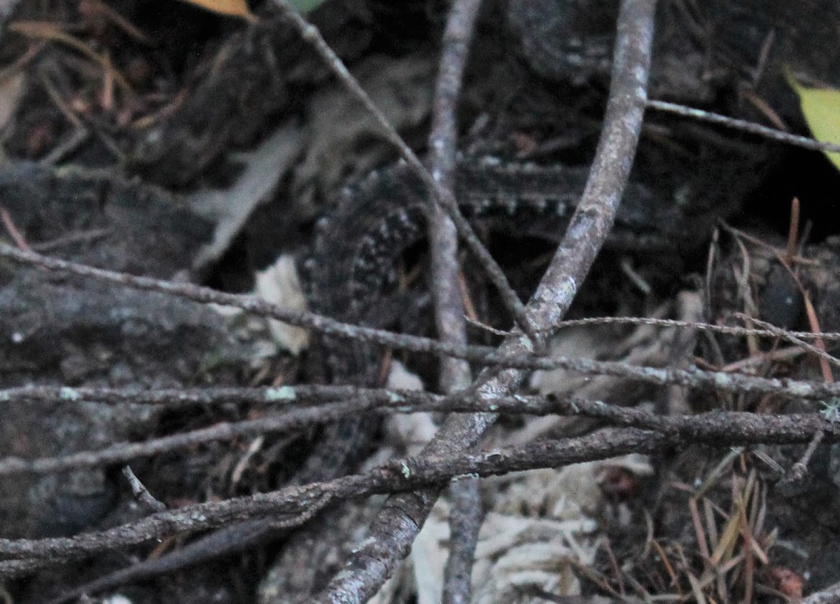 San Francisco Alligator Lizard