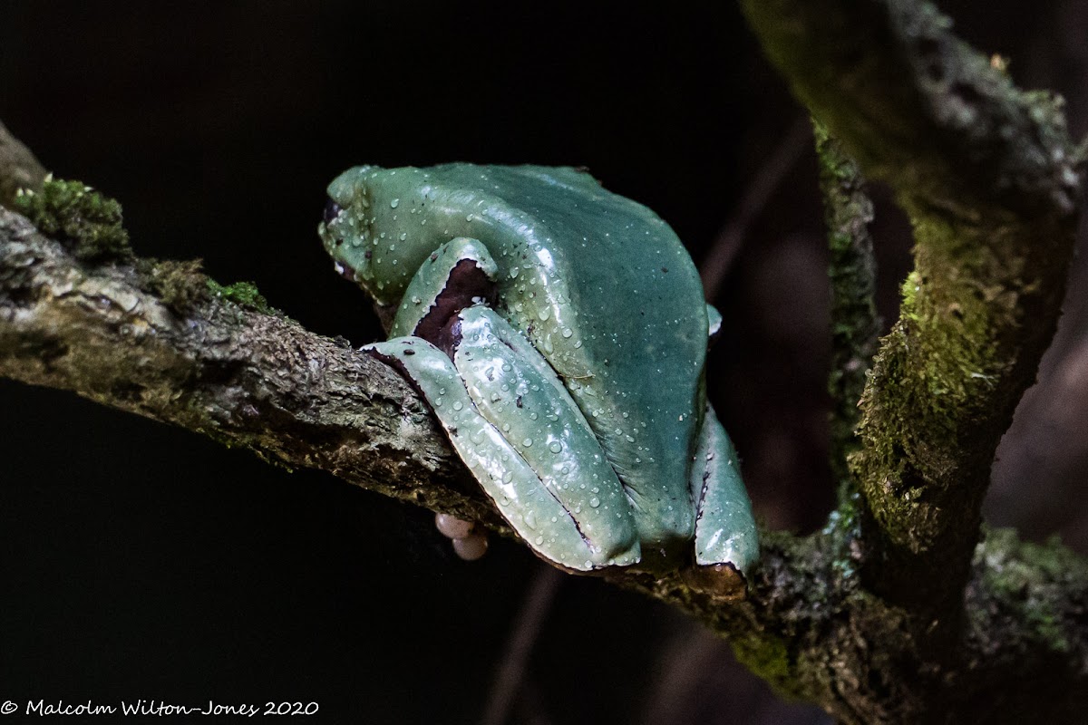 Giant Waxy Monkey Frog