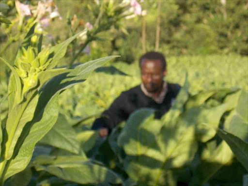 A farmer inspects his tobacco farm in Ngege area, Suna East sub-county in Migori.