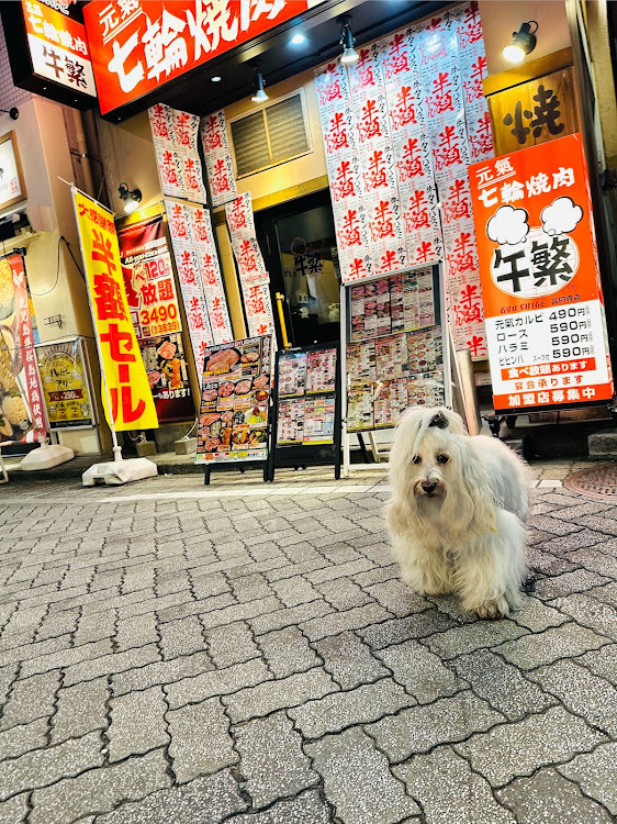 ルーミーの今日のワンチャン・うちの子世界一・親バカですから・愛犬紹介・焼き肉食べたくないですか？に関するカスタム事例の投稿画像3枚目