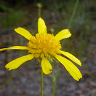 Coastal Plain Honeycombhead