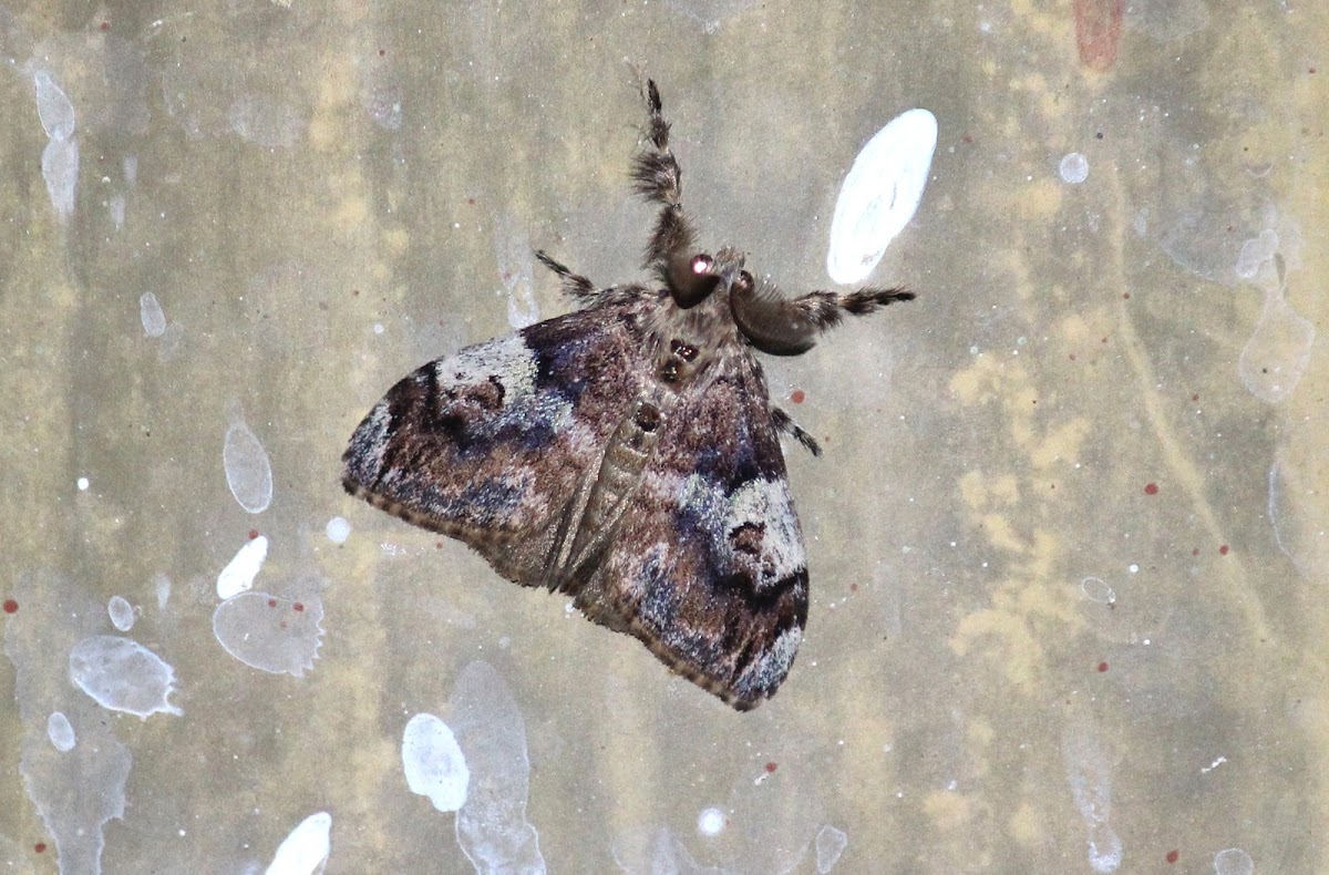 Painted Pine Moth