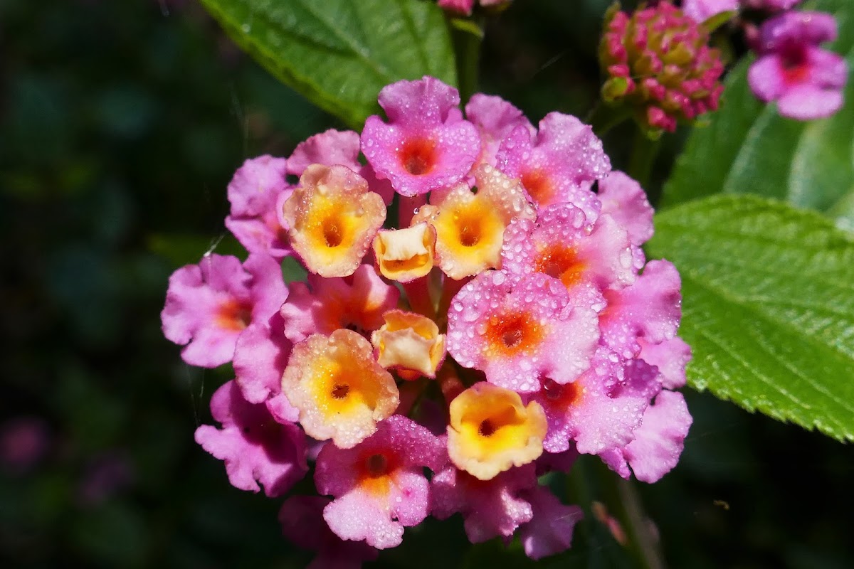 Pink Lantana