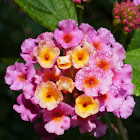 Pink Lantana