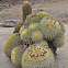 Golden Barrel Cactus