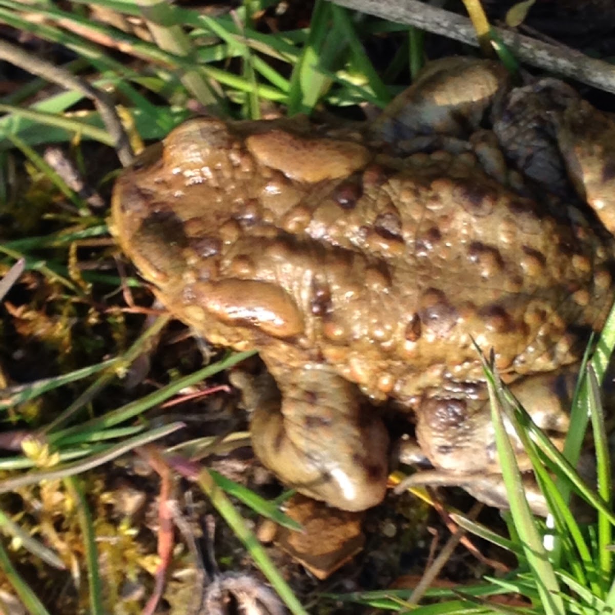 Common Toad