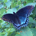 Red-spotted Purple