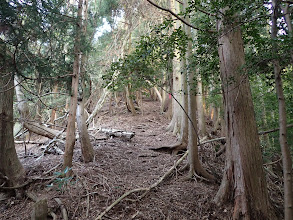 ここから長い登りに