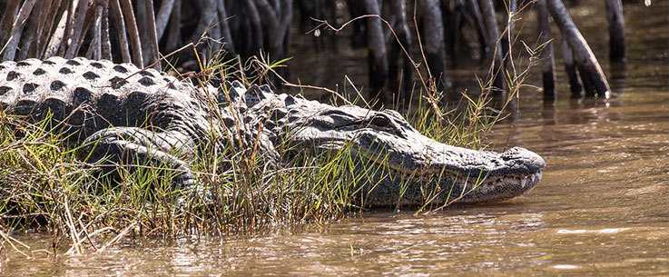 Alligator in the marshes in Florida