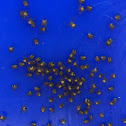 Garden Orb Spiderlings