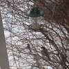 Family group of male,female chickadees