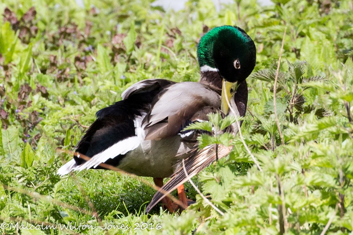 Mallard