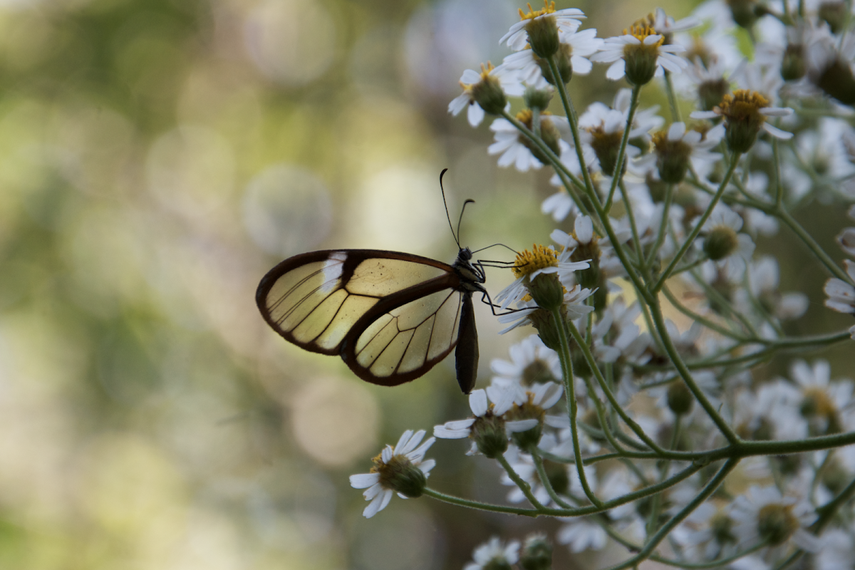 Mariposa cristal