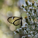 Mariposa cristal