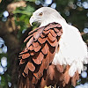 Brahminy Kite