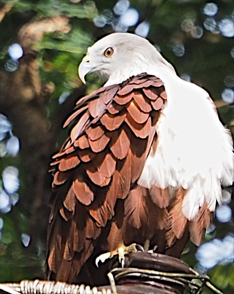 Brahminy Kite