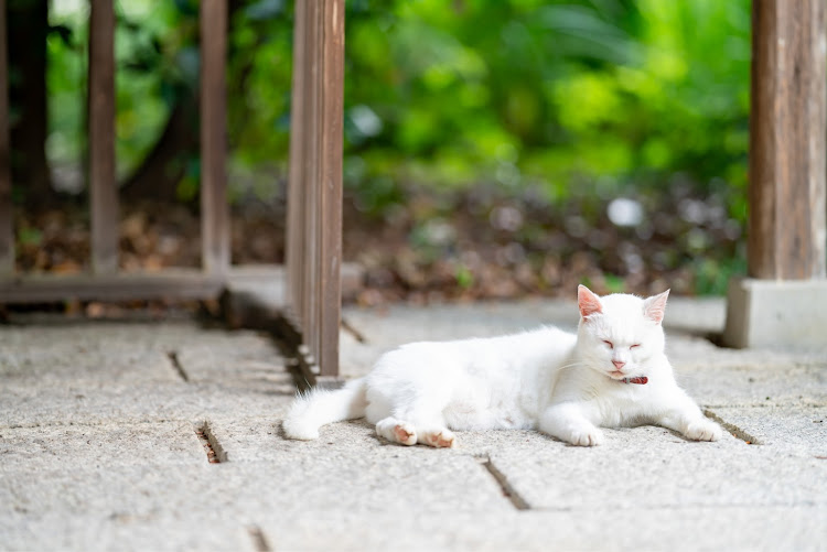 ゴルフ Rのドライブ・京都・猫・一眼レフ・ダイエットに関するカスタム事例の投稿画像4枚目