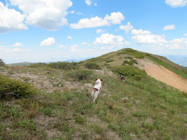 Torrey and Boulder off-leash