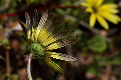 Arctotheca calendula