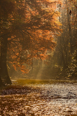 Autunno al parco di Monza di utente cancellato