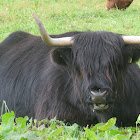 Highland Cattle/Hairy Cow