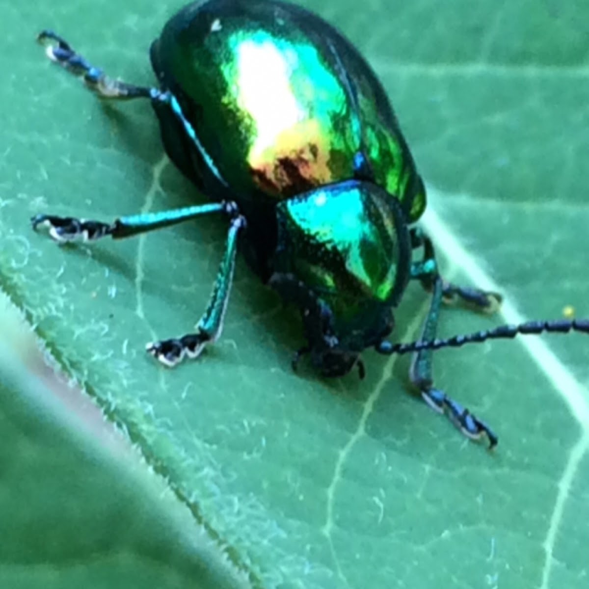 Dogbane Beetle