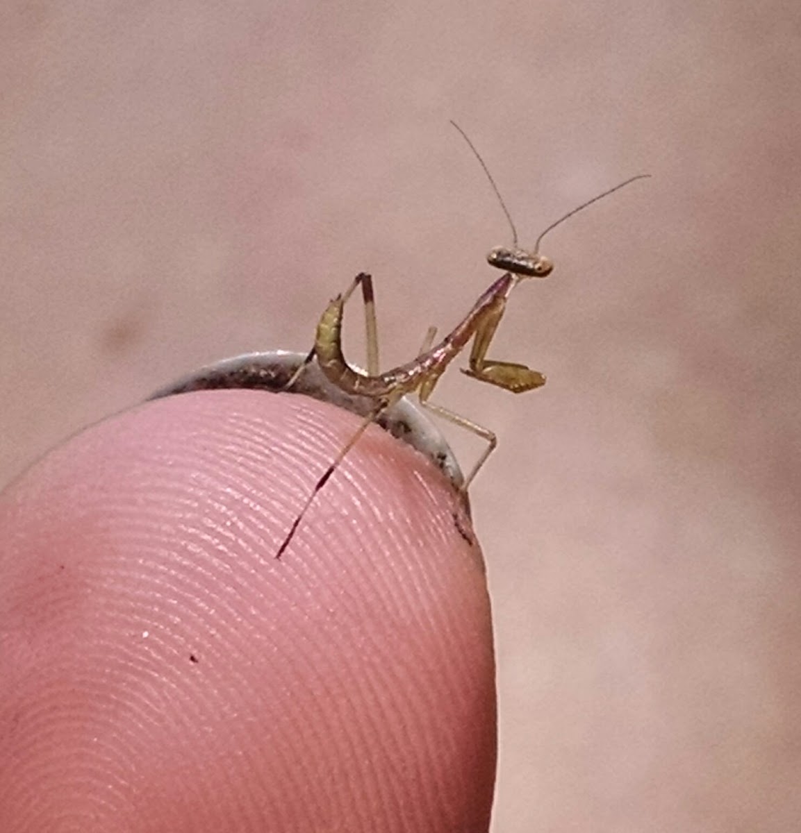 Praying mantis