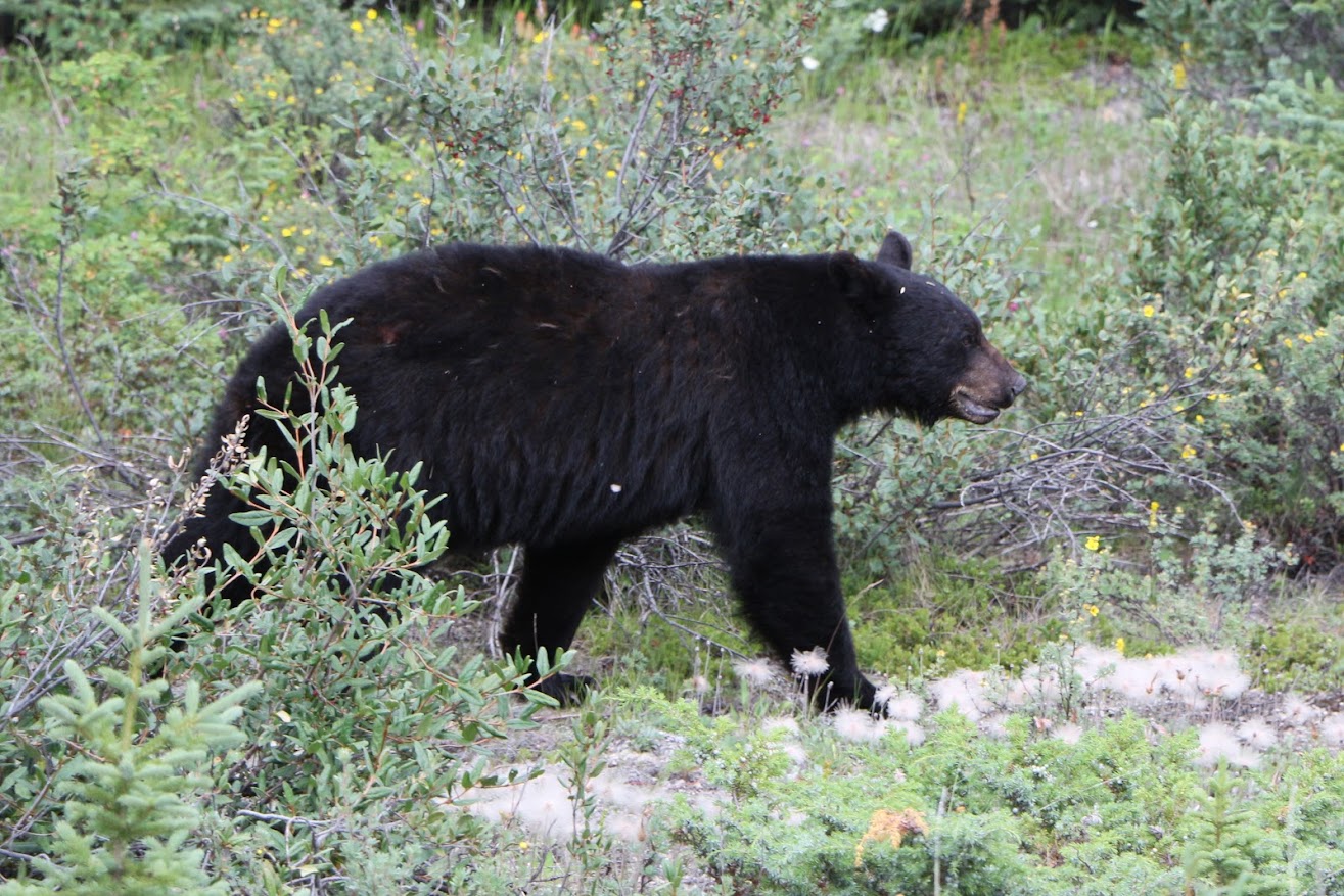 Zwarte beer, Ursus Americanus