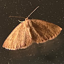 Black-dotted Ruddy Moth