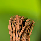 Chocolate tube slime mold