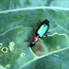 Ground Beetle