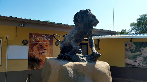 Lion Park South Africa 2015