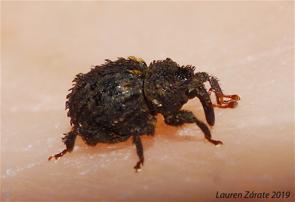 Mini Leaf Litter Weevil