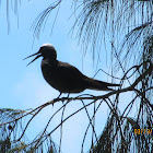 Black Capped Noddy