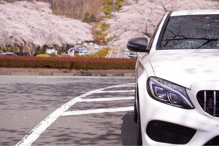 Cクラス セダンの桜と愛車・カメ活・桜・メルセデス・ベンツ・冨士霊園に関するカスタム事例の投稿画像5枚目