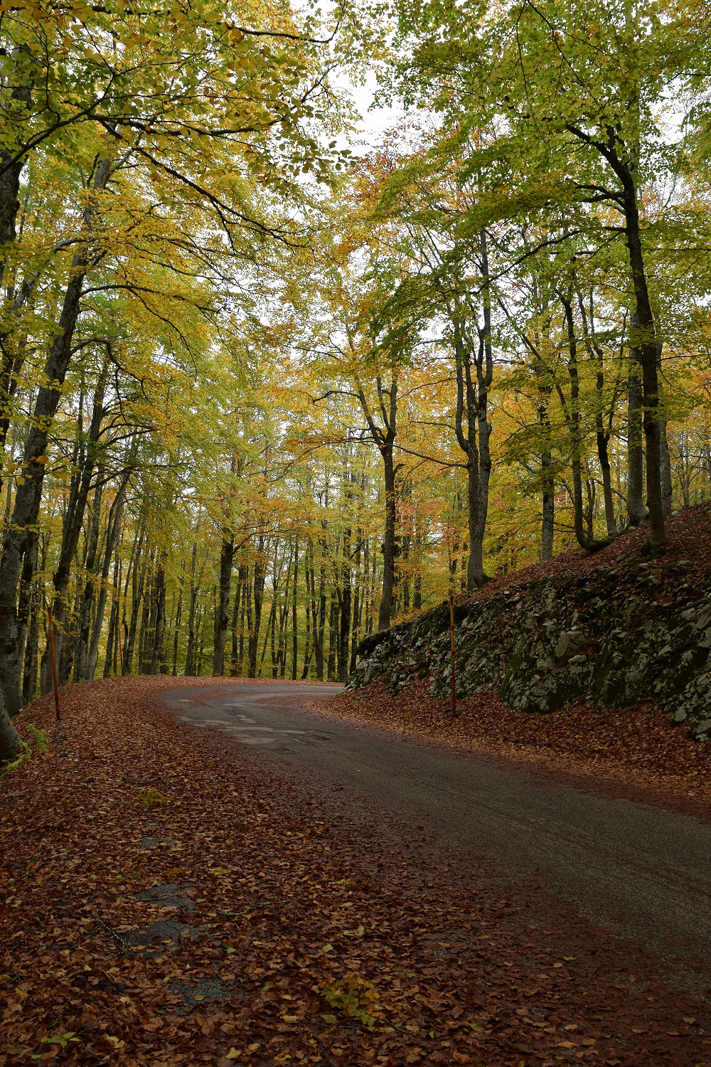 strade d'autunno di irina sirbu