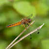 Scarce Chaser