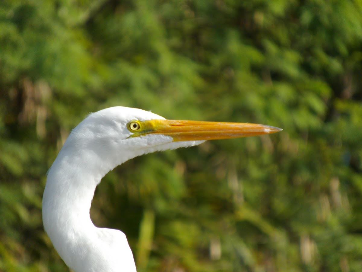 Great Egret