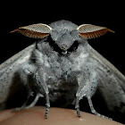 Mimallo Moth