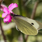 Small White