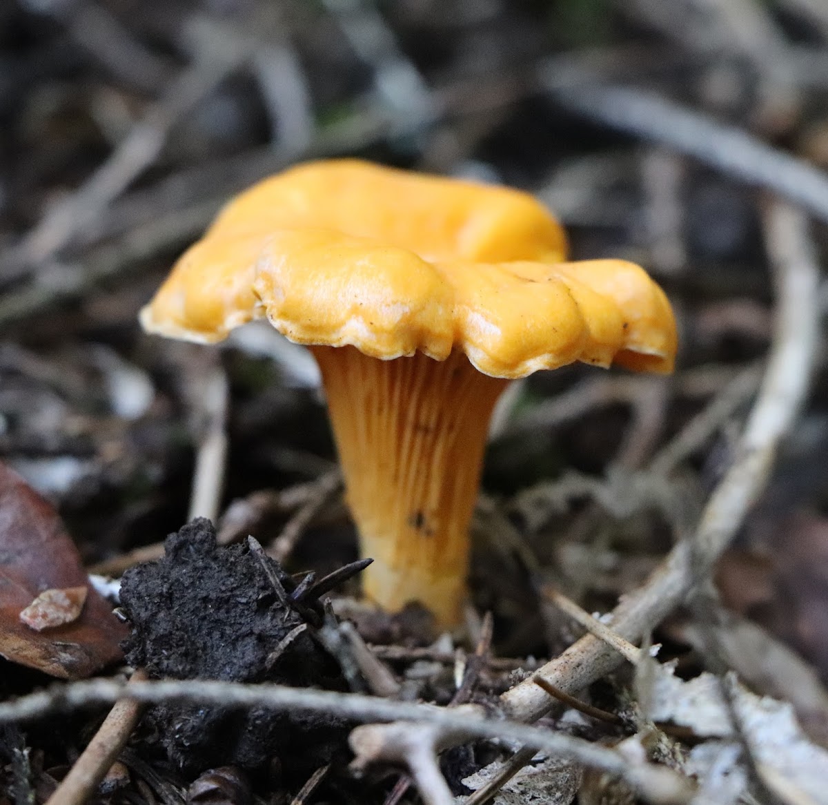 Golden chanterelle