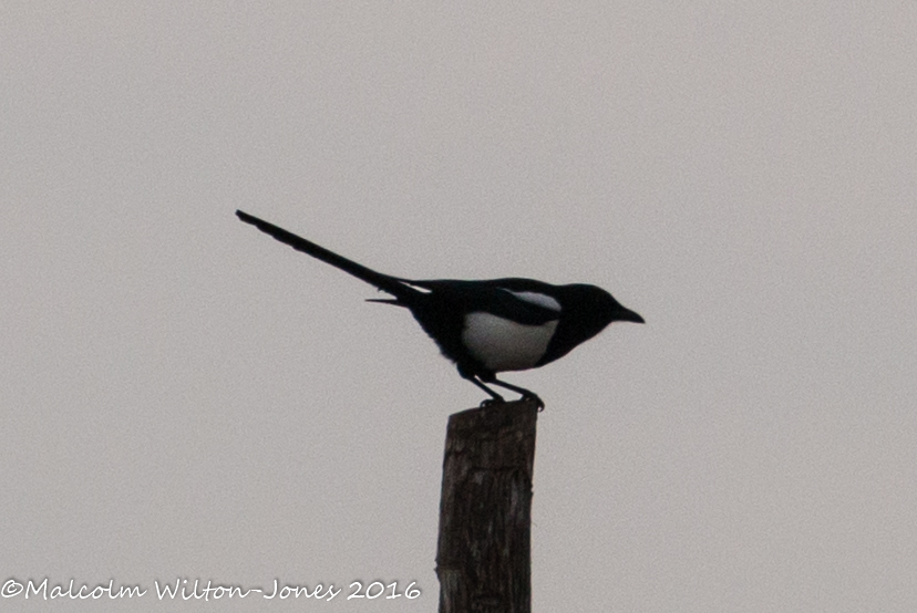 Magpie; Urraca