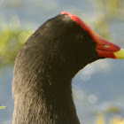 Common Gallinule