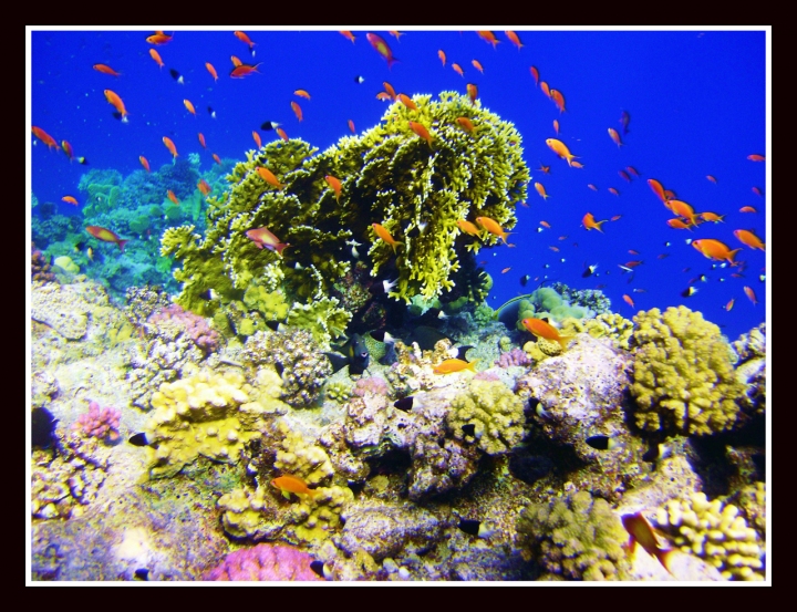 Colori e sfumature sommersi di squini