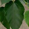 Himalayan mulberry