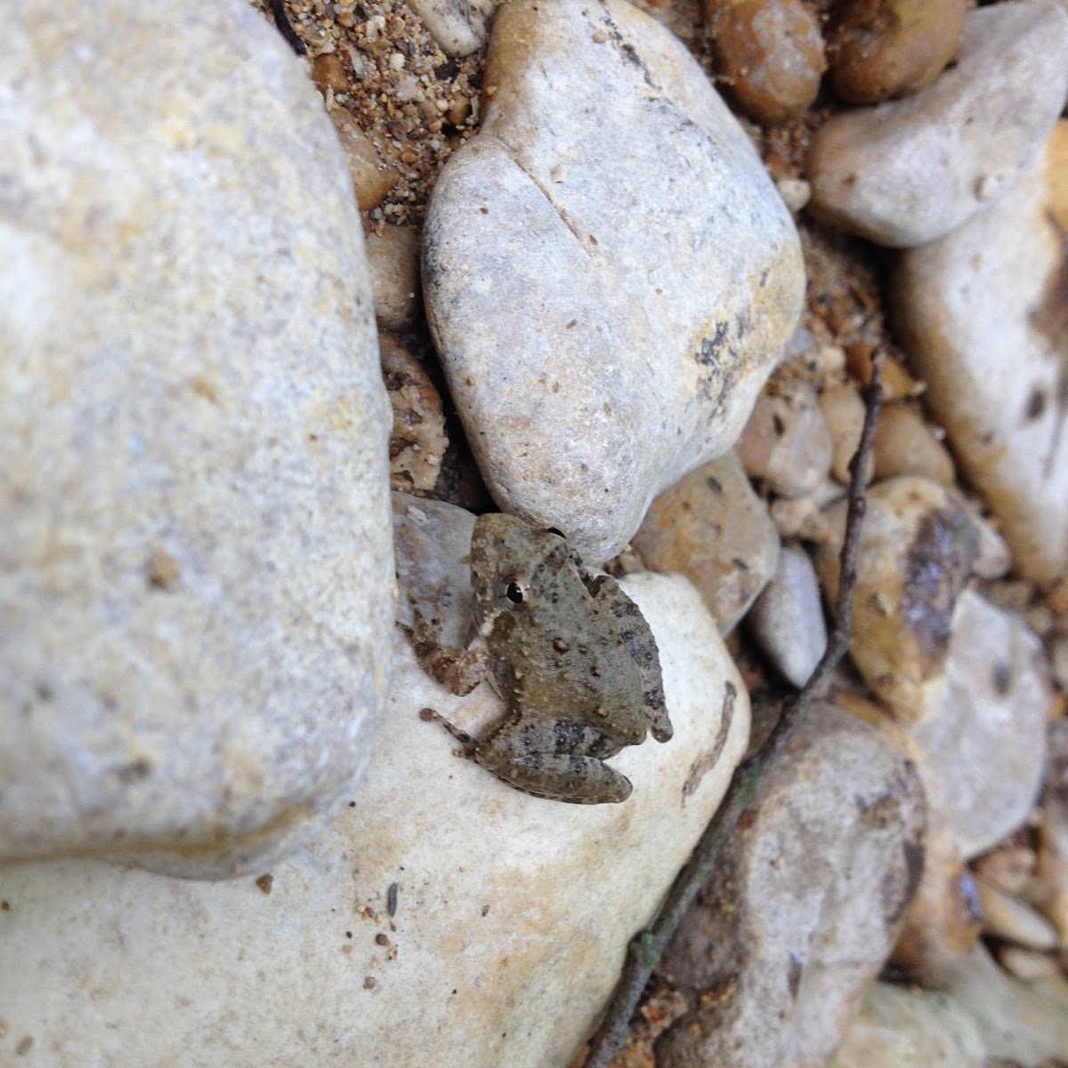 Northern Cricket Frog