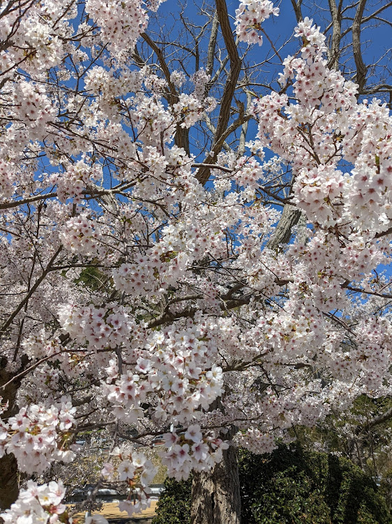 ライズのサクラと愛車・桜とコラボ🌸・洗車・桜に関するカスタム事例の投稿画像4枚目