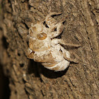 Cicada (Exuvia)